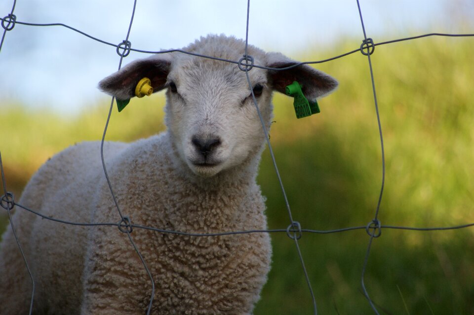 Lamb sheep lemming