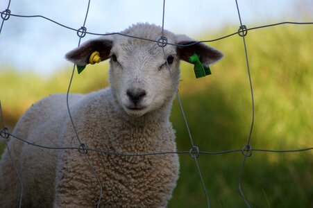 Lamb sheep lemming