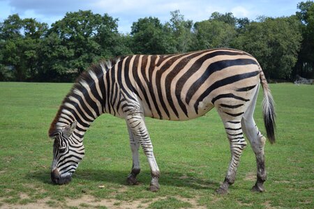 Ruminant savannah zoo