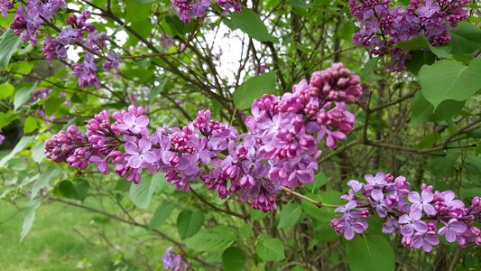 Spring garden blossoming
