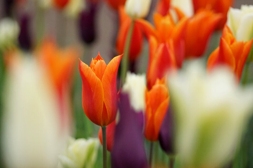 Spring flowers spring nature