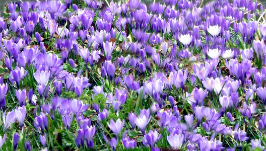 Early bloomer purple flower spring crocus photo