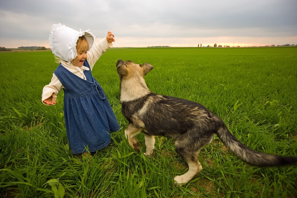Dog playing field