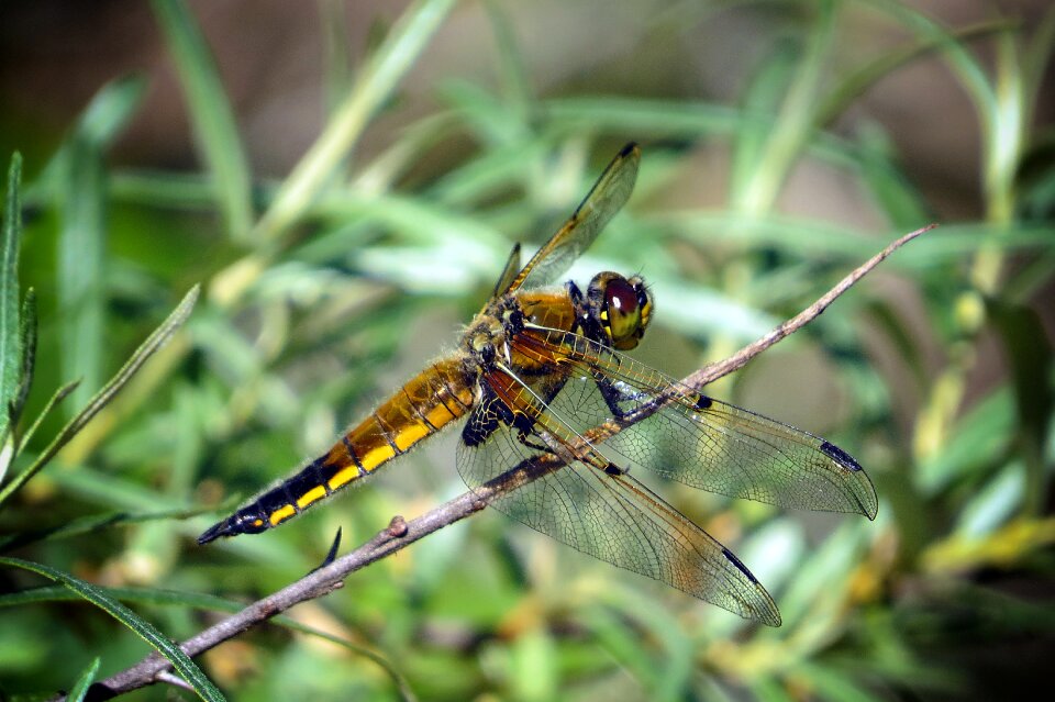Insect lake bank