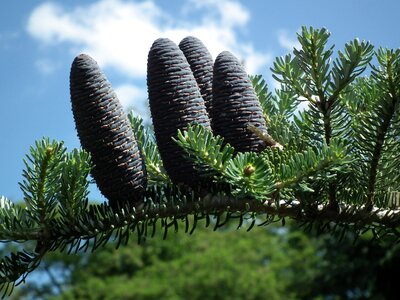 Pine cone iglak coniferous photo