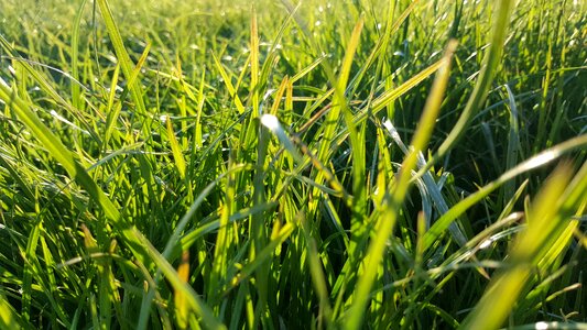 Meadow summer park