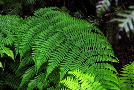 Tenerife canary islands nature
