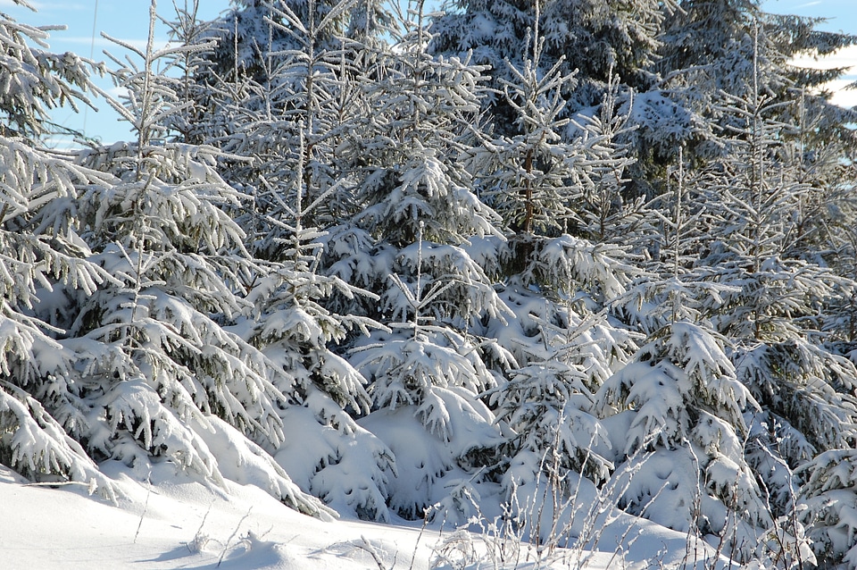 Fir snow winter photo