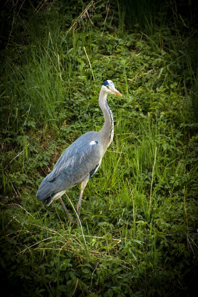 Animals grey heron pond