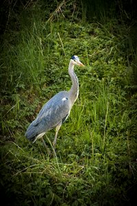 Animals grey heron pond
