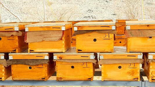 Bee honeybee desert