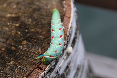 Caterpillar mountains banat