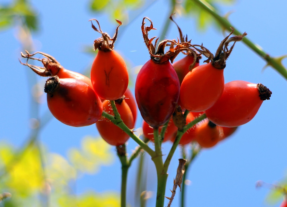 Red wild rose nature