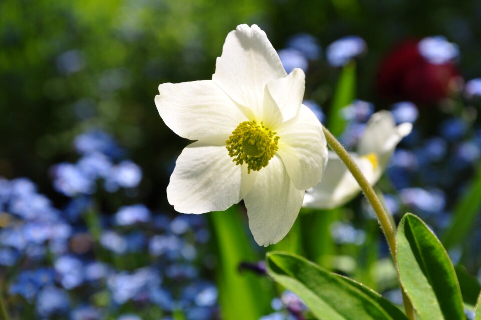 Nature spring flower blossom