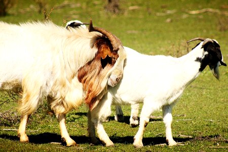 Horns field animal world