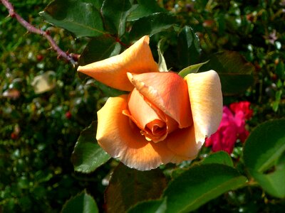 Rose orange rose photo