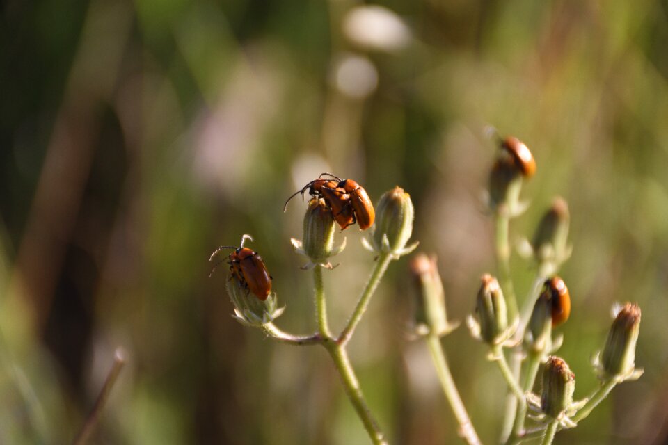 Winged insects couple copulation