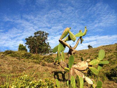 Cactus azores sky