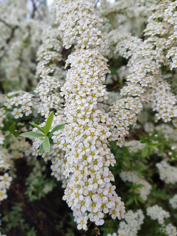 Spring bush white