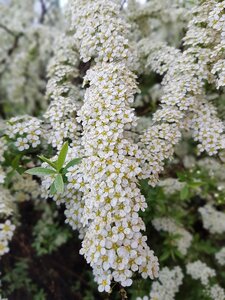 Spring bush white