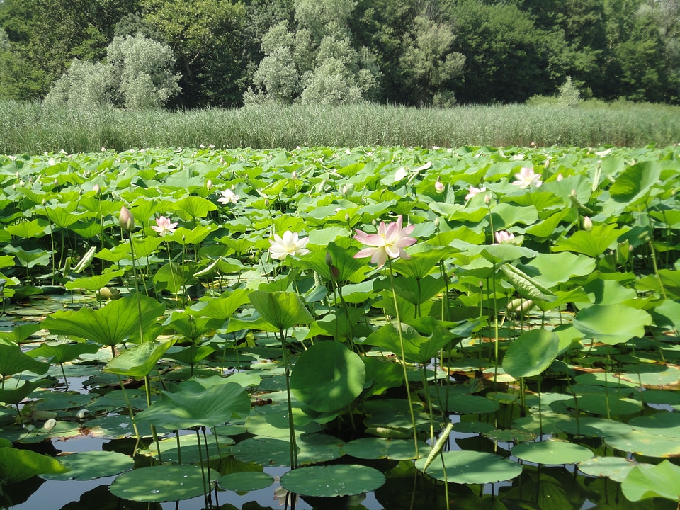 Aquatic plants flowers