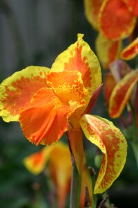 Plant bloom