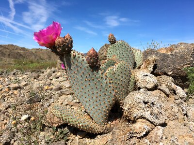 Desert succulent