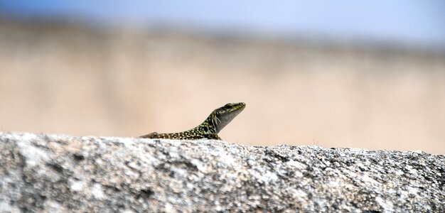 Nature reptile wall lizard