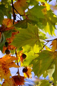Autumn mood foliage green