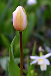 Garden flower flowers photo