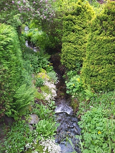 Greenery plants flora photo