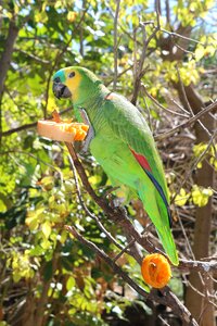 Parrot bird tropical bird