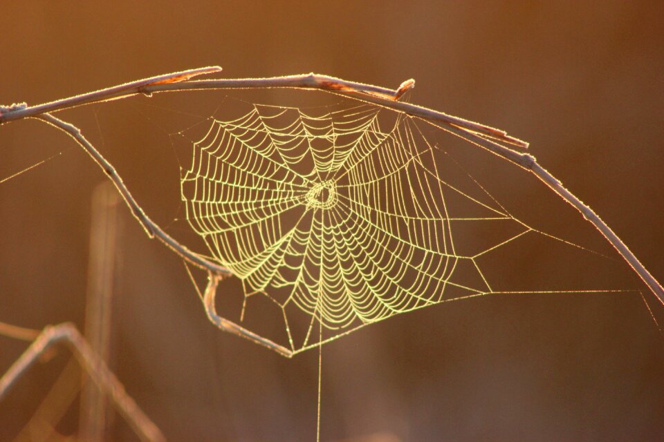 Nature spider natural