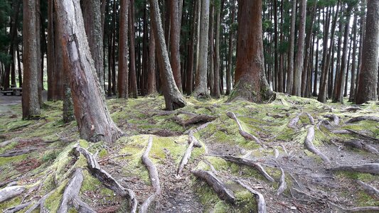 Island park vegetation photo