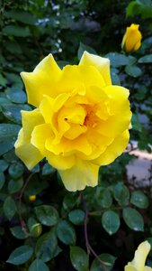 Rose flower yellow