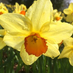 Raindrop yellow flower