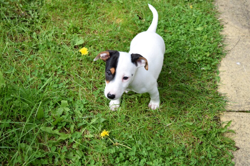 Terrier animal pet