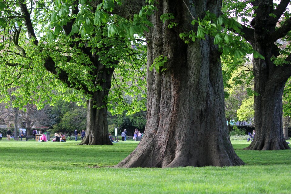 Tree park london