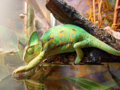 Iguana animals lizard