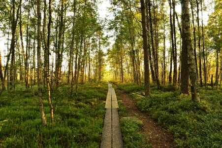 National park sweden nature