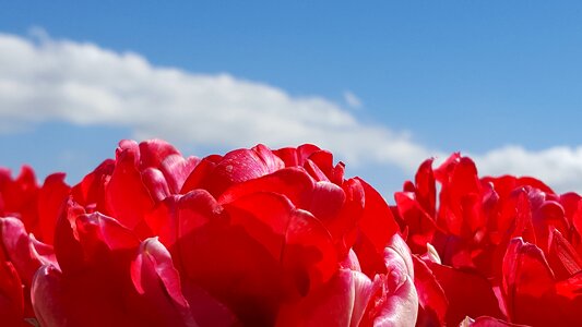 Rood lucht