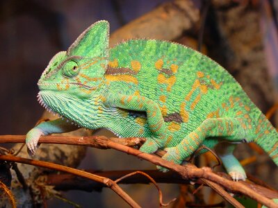 Iguana animals lizard