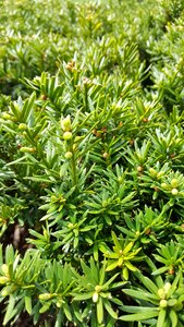 Landscaping evergreen plant