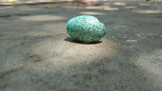 Gray egg gray eggs