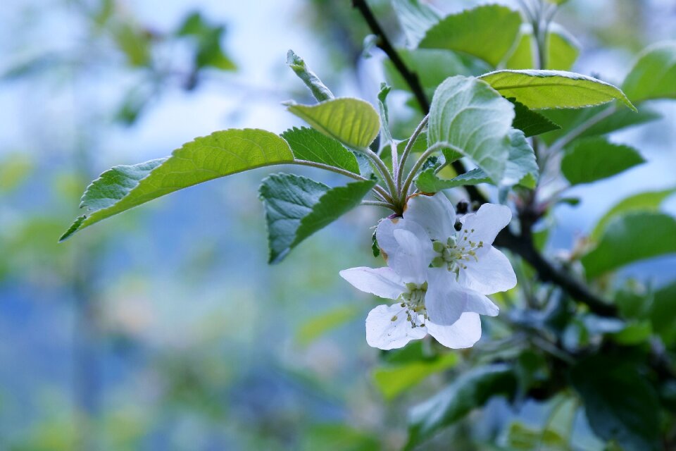 Earth day blue apple