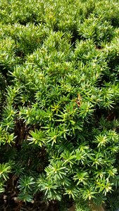 Landscaping evergreen plant
