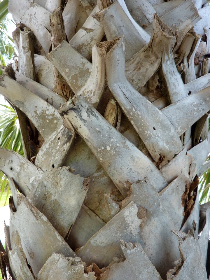 Pattern plant bark
