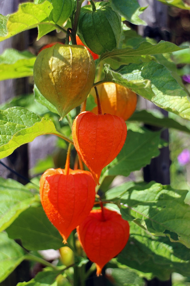 Physalis nachtschattengewächs solanaceae