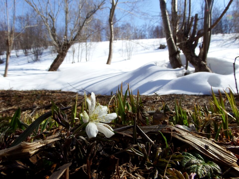 Spring thaw forest