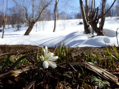 Spring thaw forest